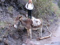 0229-tired-burro.jpg