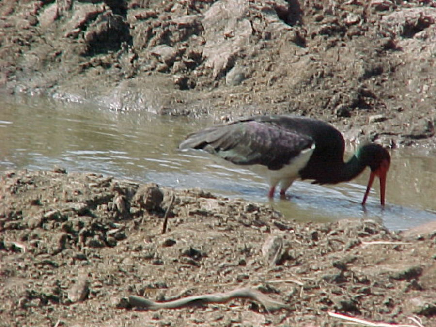 bird-drinking.jpg