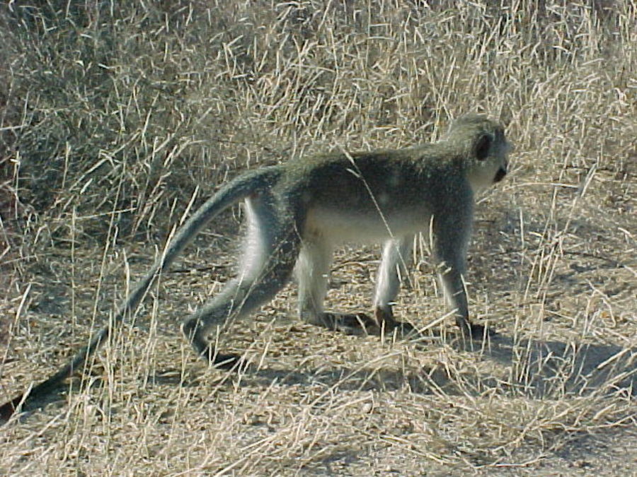 blue-vervet.jpg