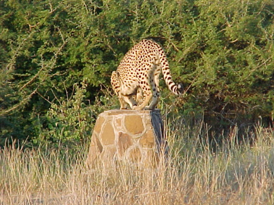 cheetah-perches.jpg