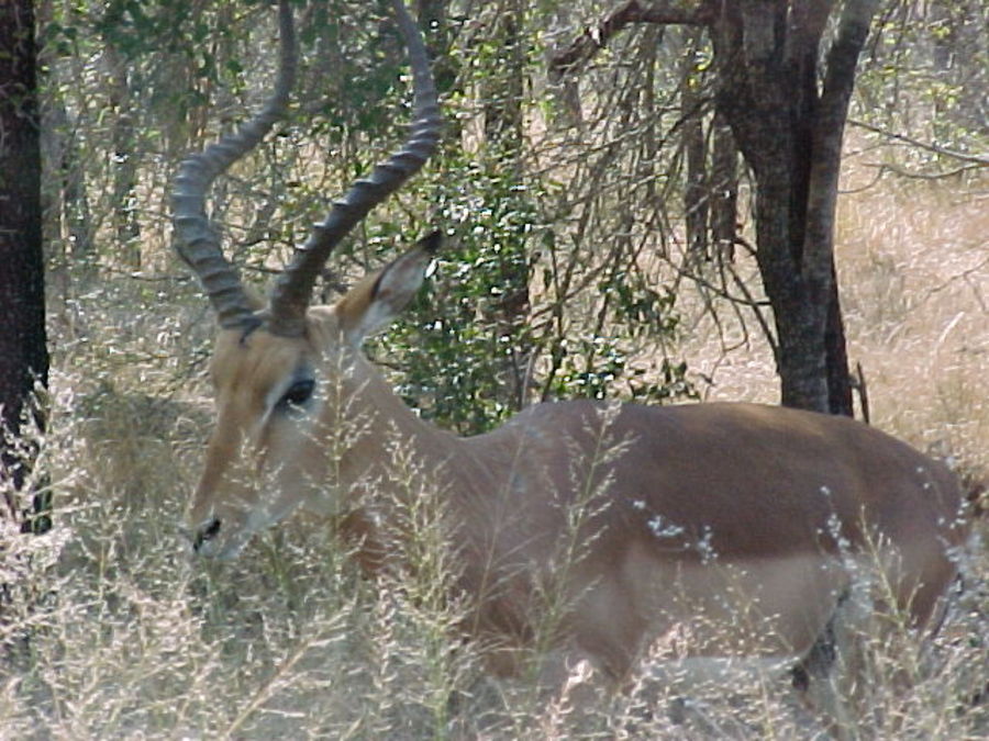 impala-horns.jpg