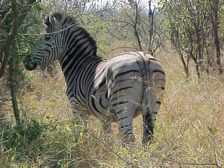 zebra.jpg